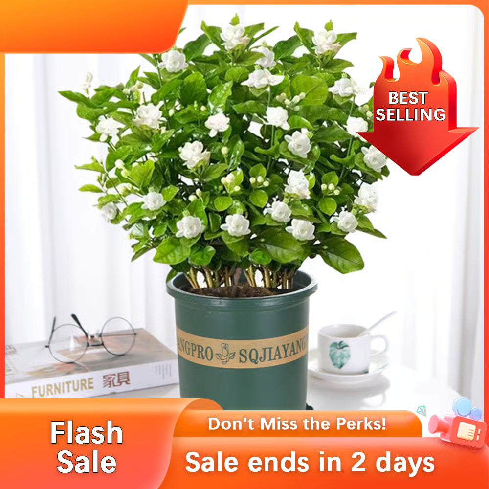 🏆Flash Sale⚡Almost Gone-💥🌸 Jasmine Seeds，Best gifts