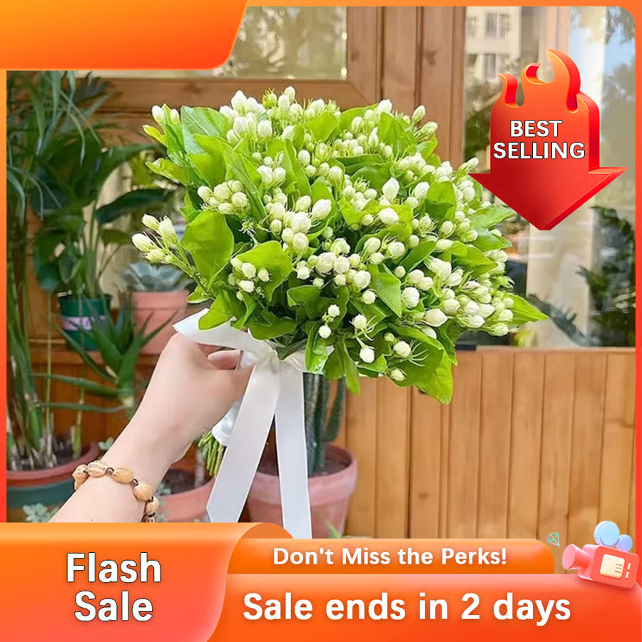 🏆Flash Sale⚡Almost Gone-💥🌸 Jasmine Seeds，Best gifts