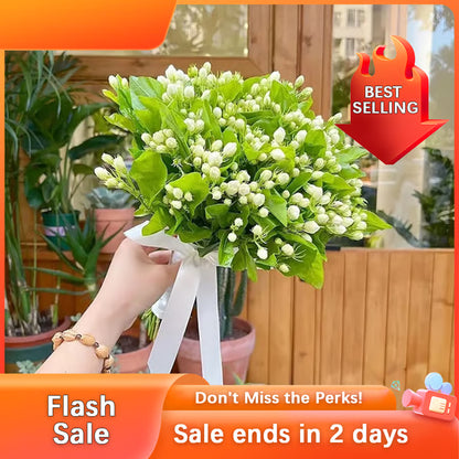 🏆Flash Sale⚡Almost Gone-💥🌸 Jasmine Seeds，Best gifts