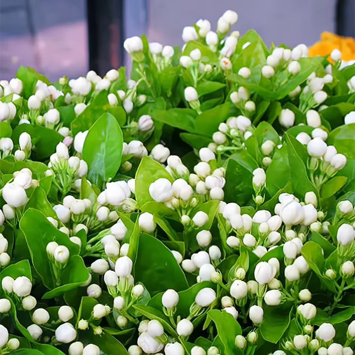 🏆Flash Sale⚡Almost Gone-💥🌸 Jasmine Seeds，Best gifts