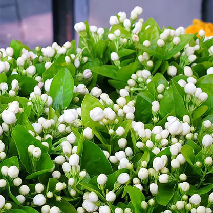 🏆Flash Sale⚡Almost Gone-💥🌸 Jasmine Seeds，Best gifts