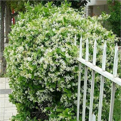 🏆Flash Sale⚡Almost Gone-💥🌸 Jasmine Seeds，Best gifts