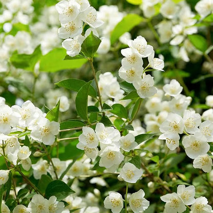 🏆Flash Sale⚡Almost Gone-💥🌸 Jasmine Seeds，Best gifts