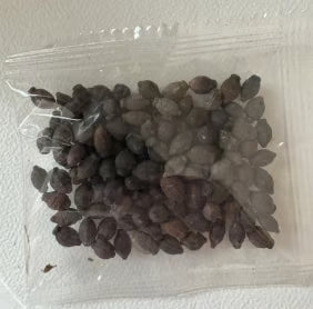 🏆Flash Sale⚡Almost Gone-💥🌸 Jasmine Seeds，Best gifts