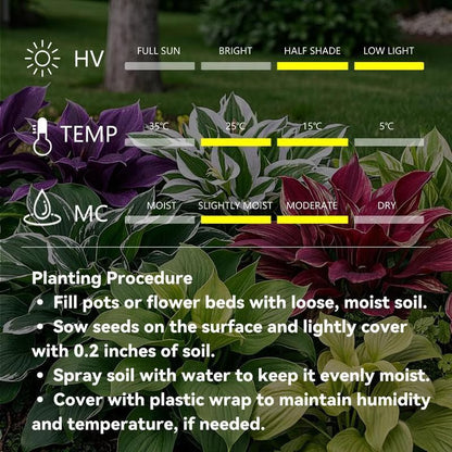 💥2025 Hot Sale 🌌Hosta Seeds Perennial Shade Plant for Garden